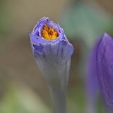 krokus 02-2011 4025